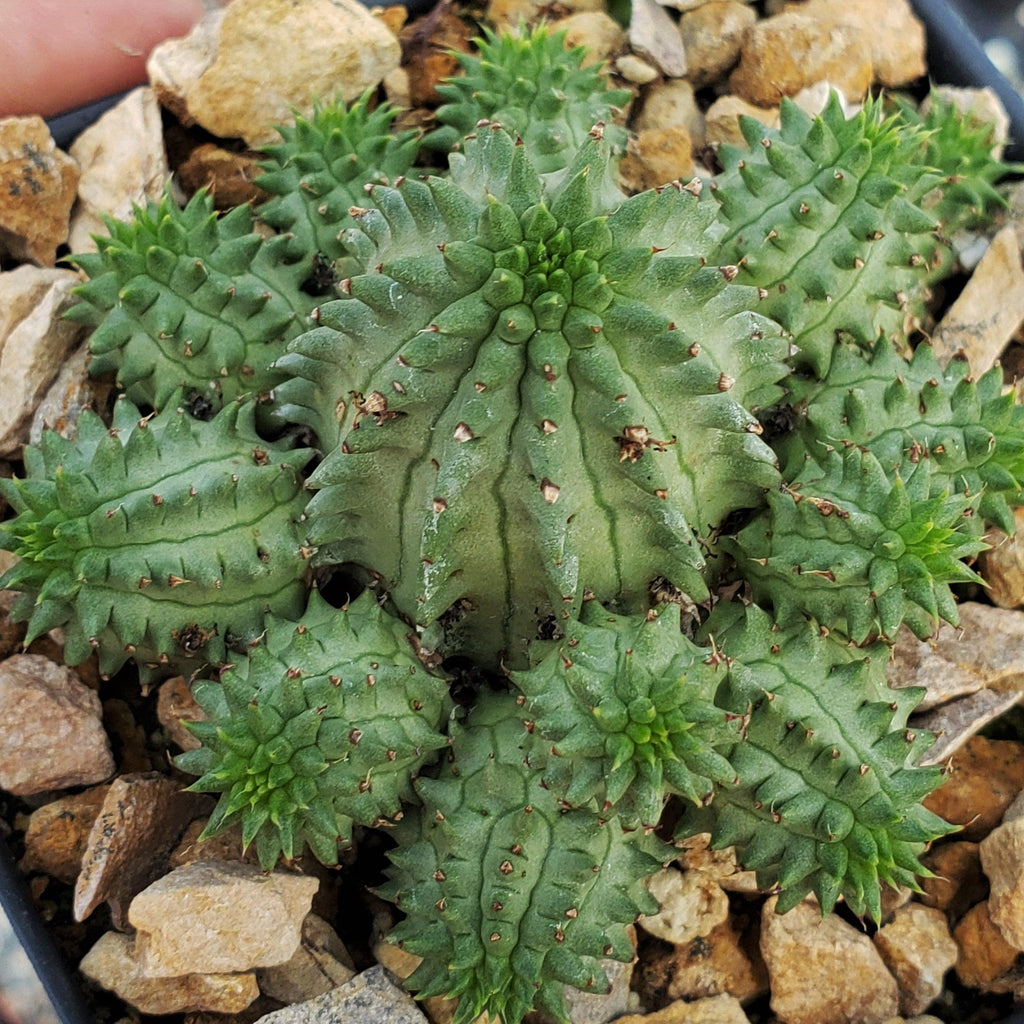 Euphorbia susannae multihead