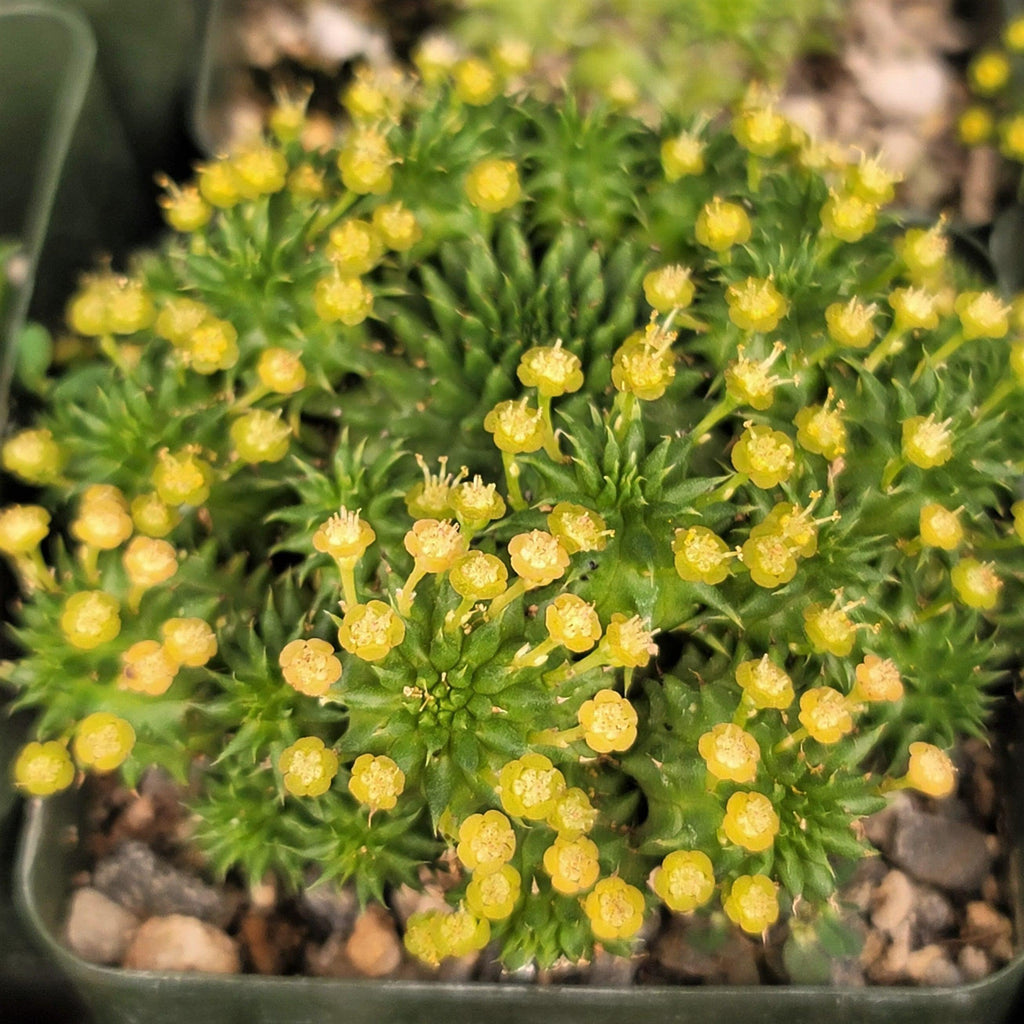 Euphorbia susannae multihead