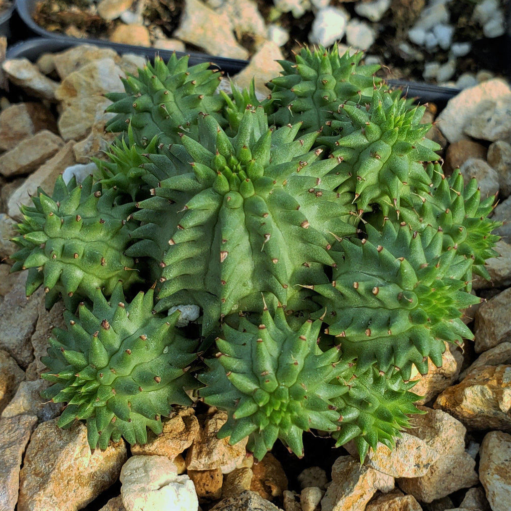 Euphorbia susannae multihead