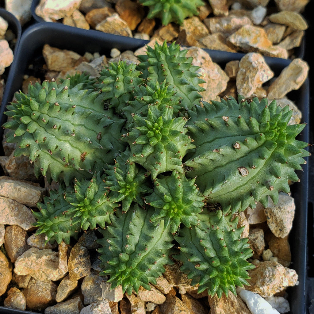 Euphorbia susannae multihead
