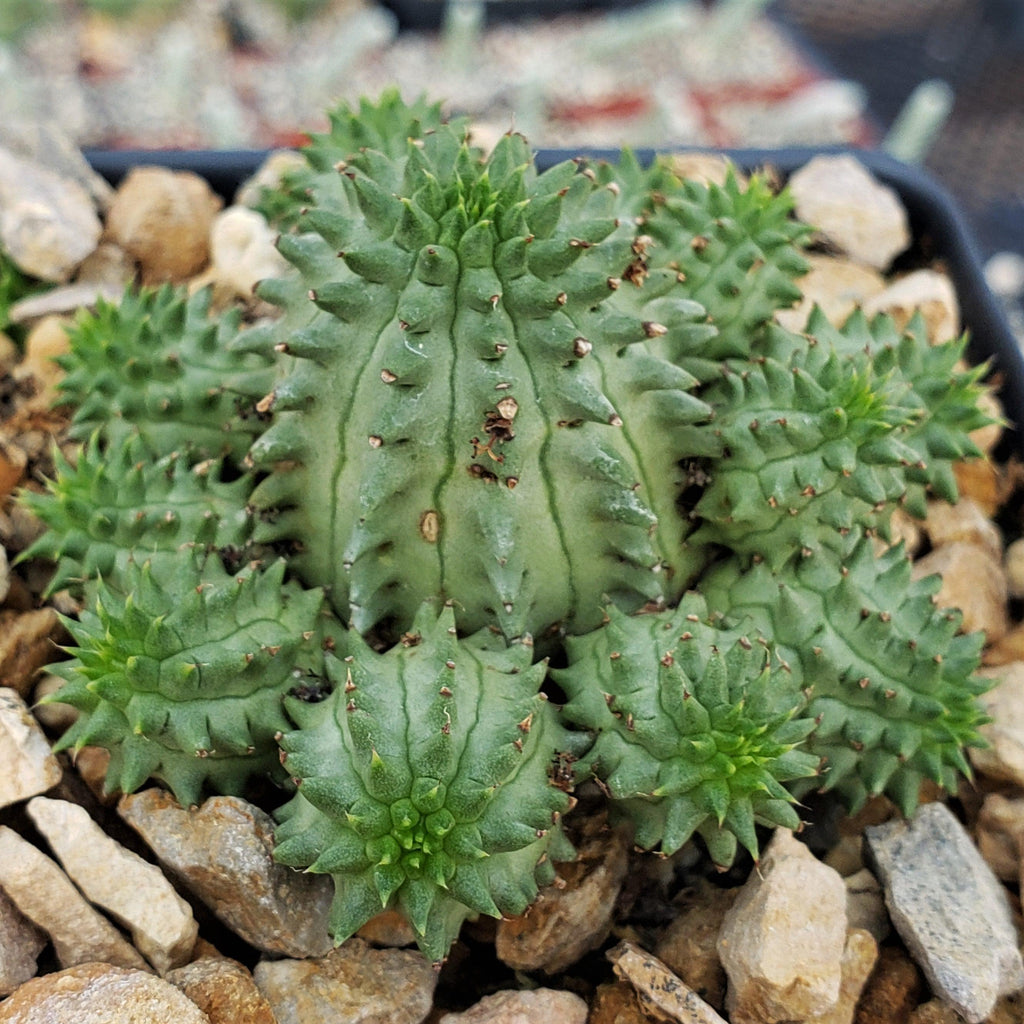 Euphorbia susannae multihead