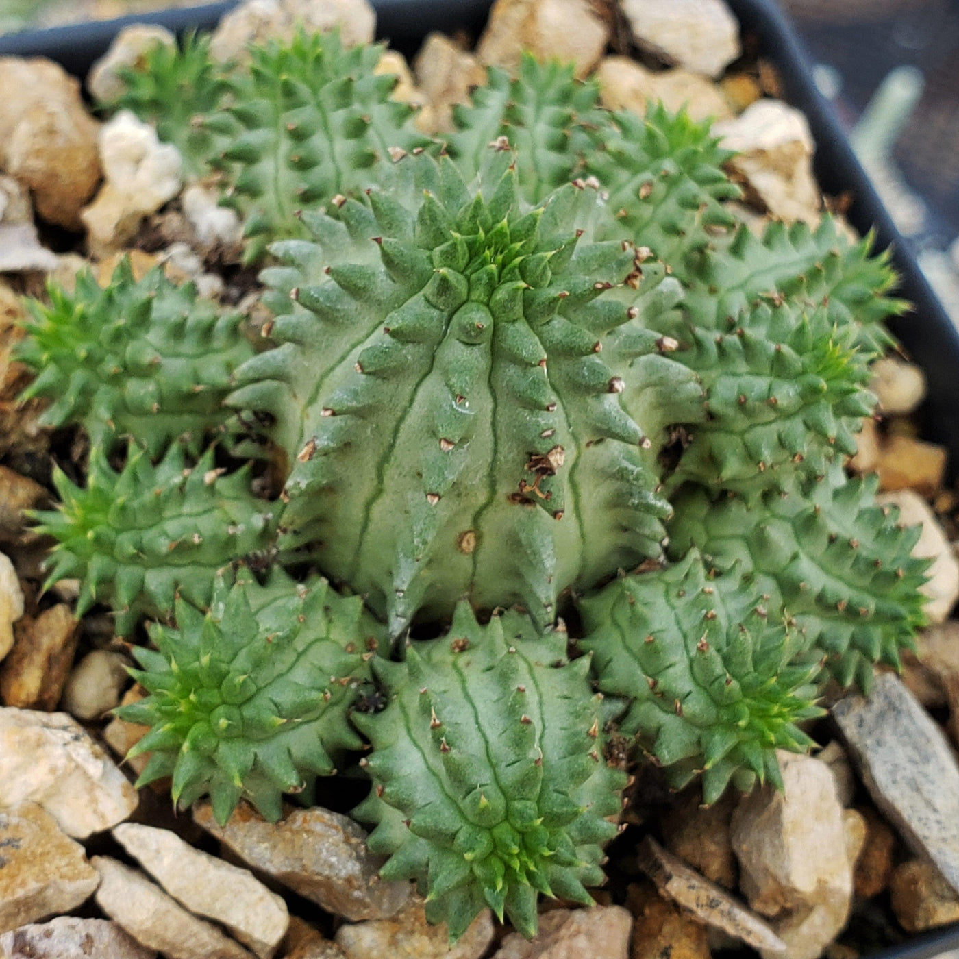 Euphorbia susannae multihead