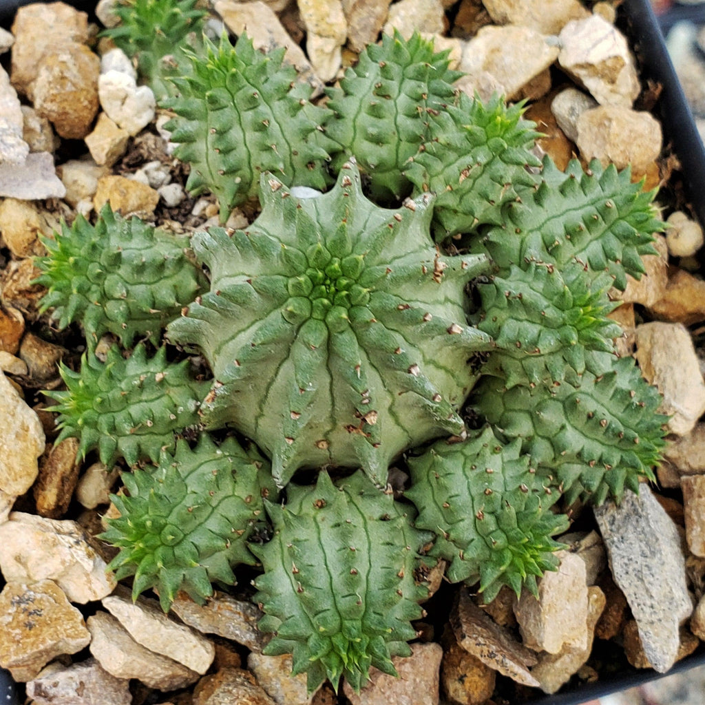 Euphorbia susannae multihead