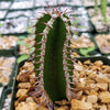 Euphorbia virosa