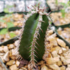 Euphorbia virosa