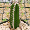 Euphorbia virosa