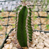 Euphorbia virosa