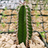 Euphorbia virosa