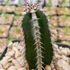 Euphorbia virosa