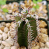 Euphorbia virosa