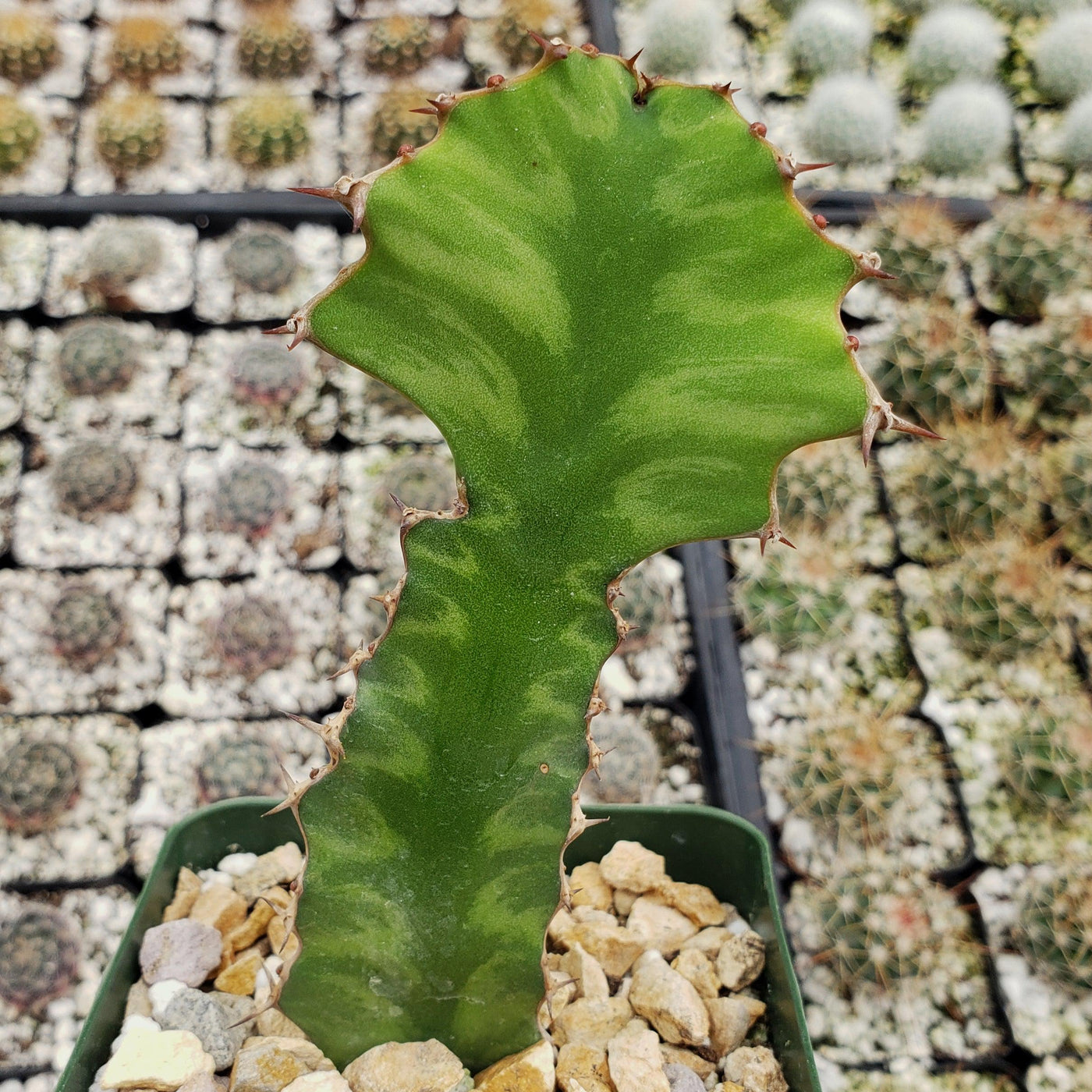 zig zag plant succulent Zig Zag Cactus Info
