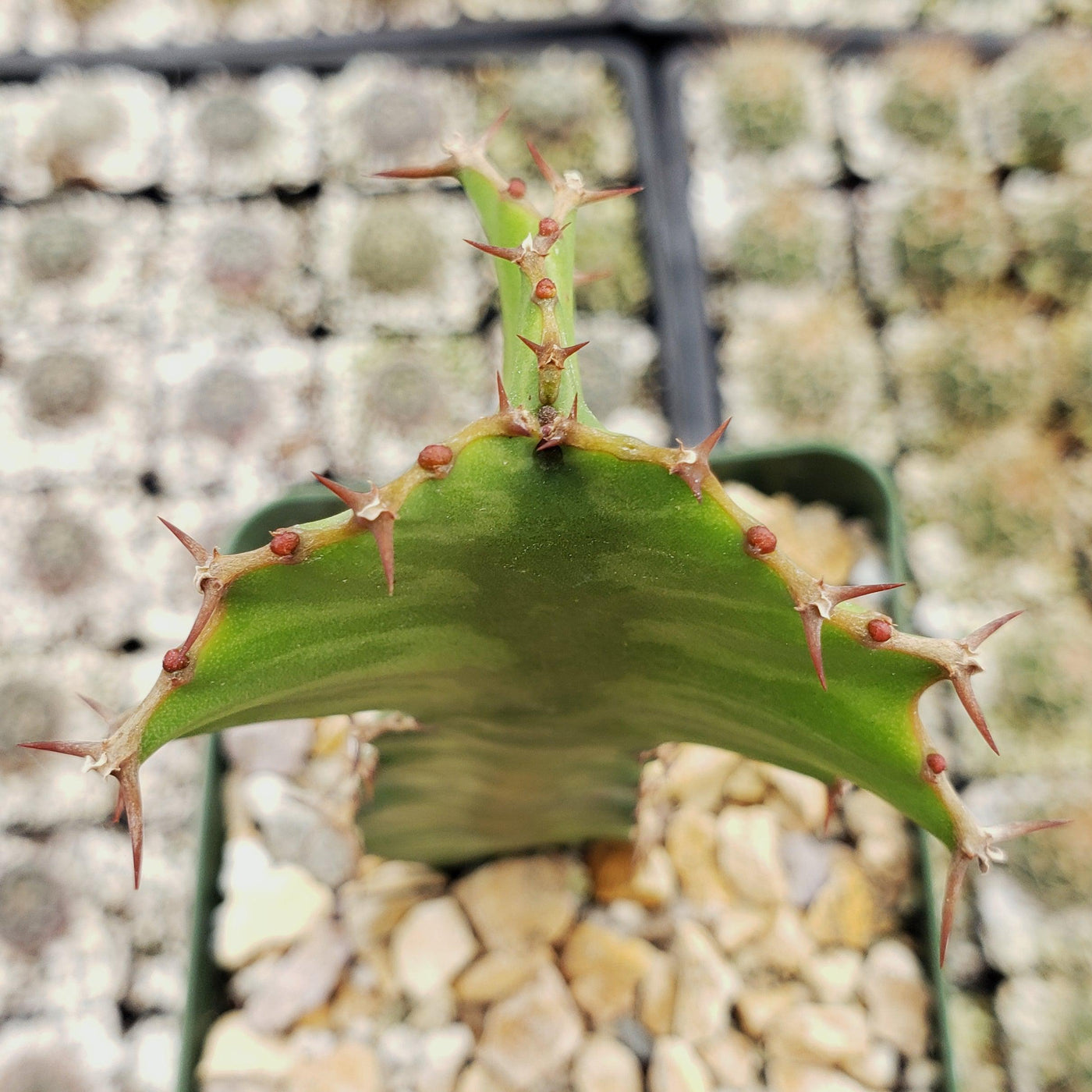 zig zag succulent plant Zig Zag Cactus Info