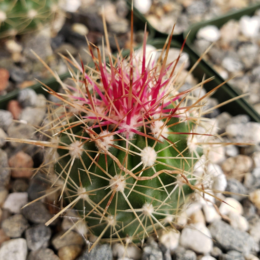 Ferocactus pottsii alamosanus