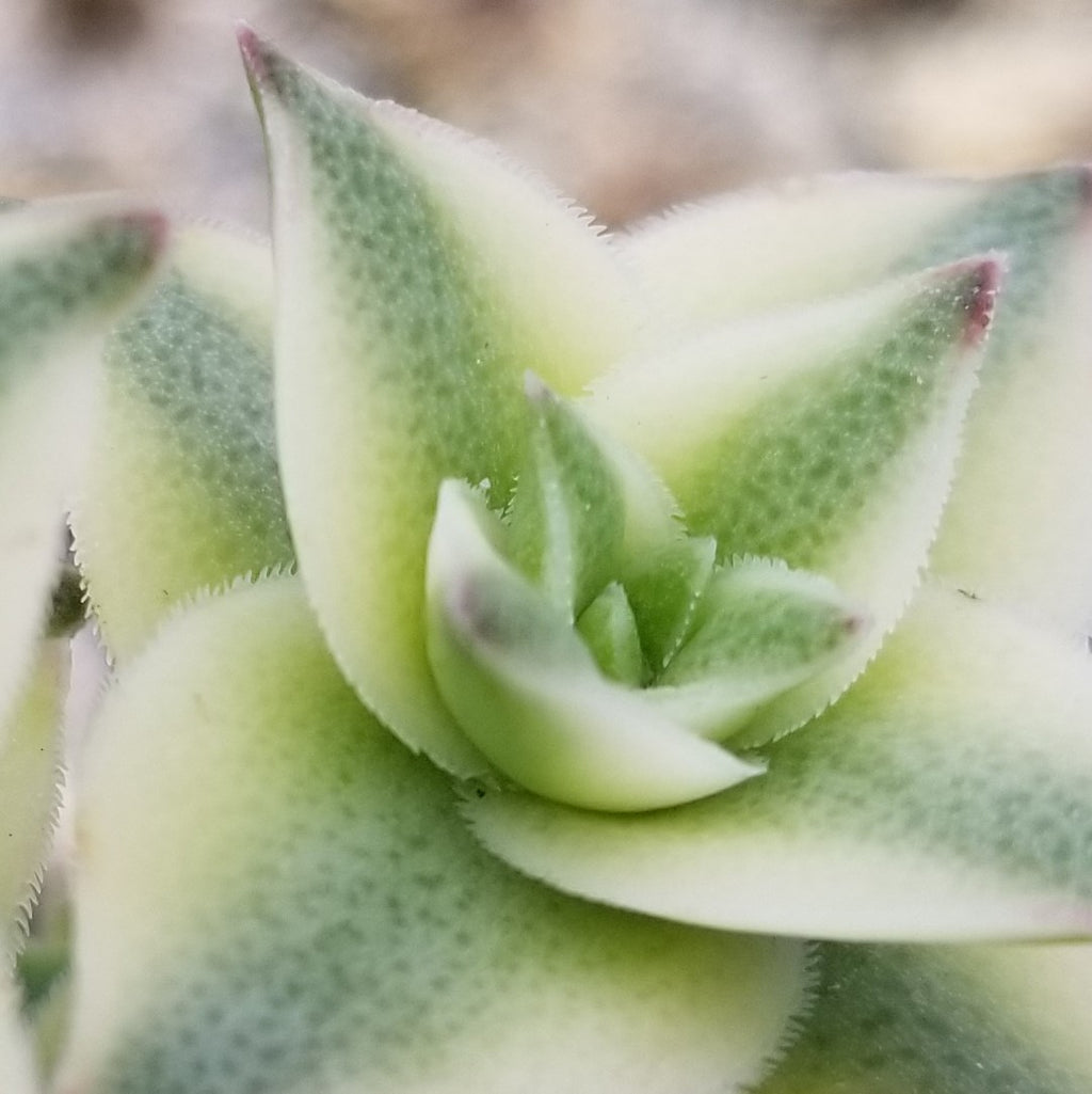 Crassula Perforata Variegata
