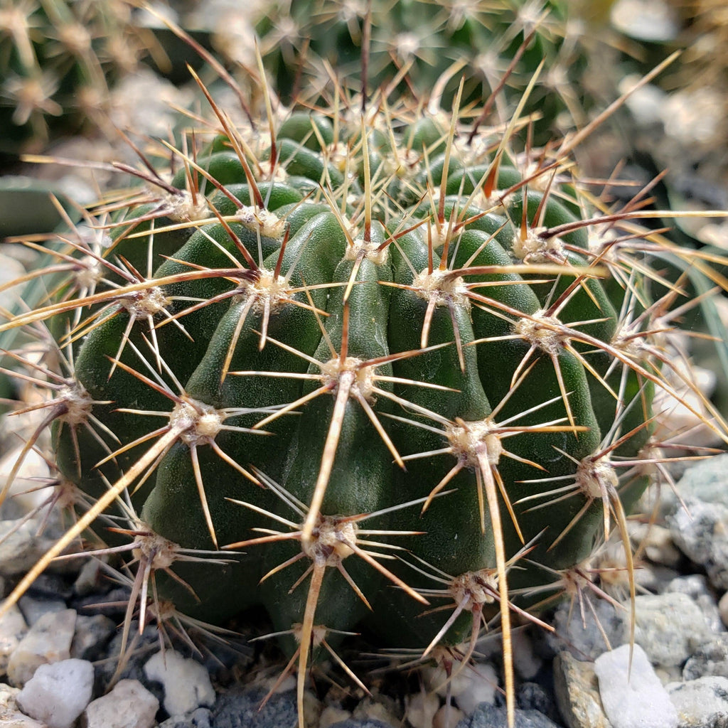 Echinopsis Sierra Grandensis