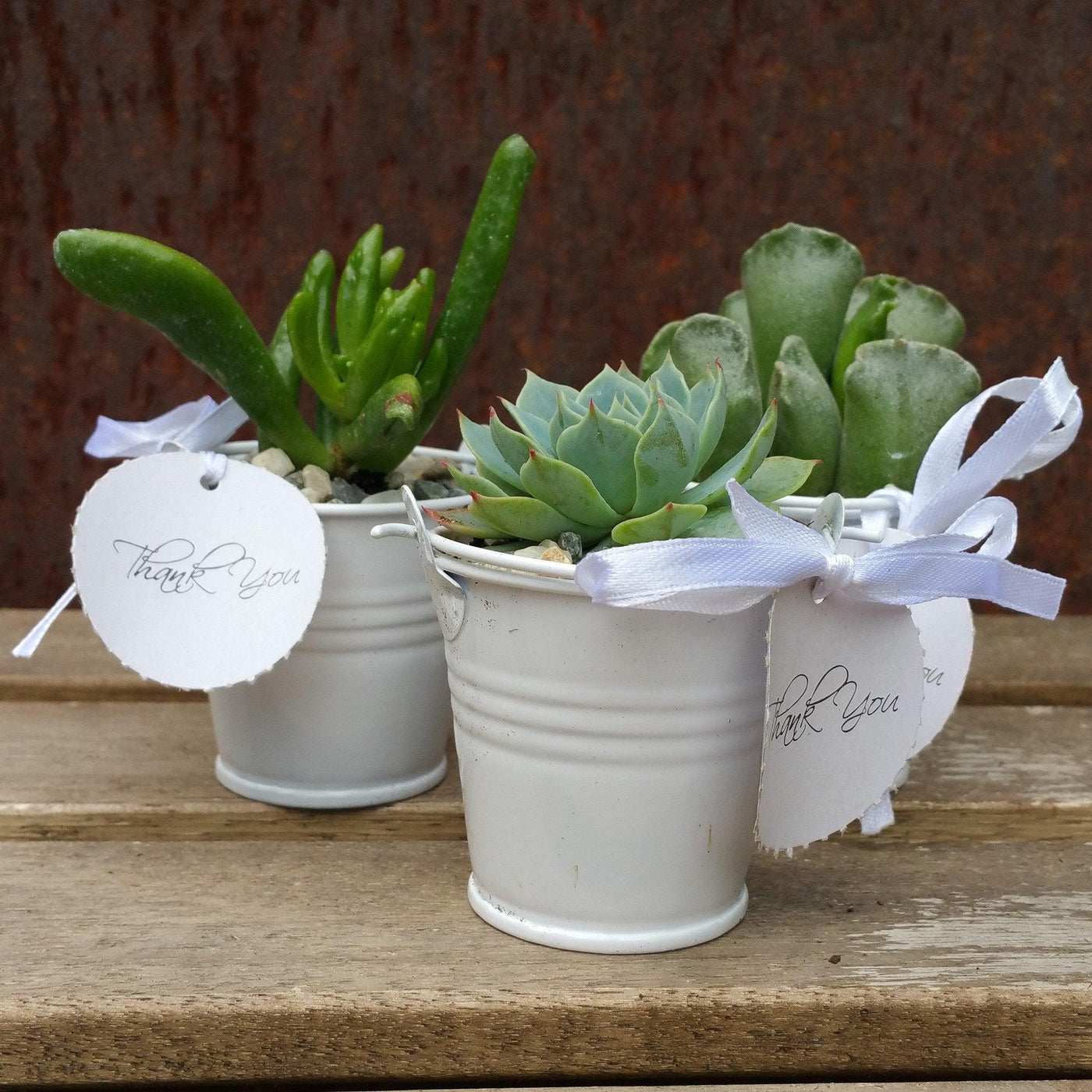 6 mini succulents in tin pails set party favor arrangements white