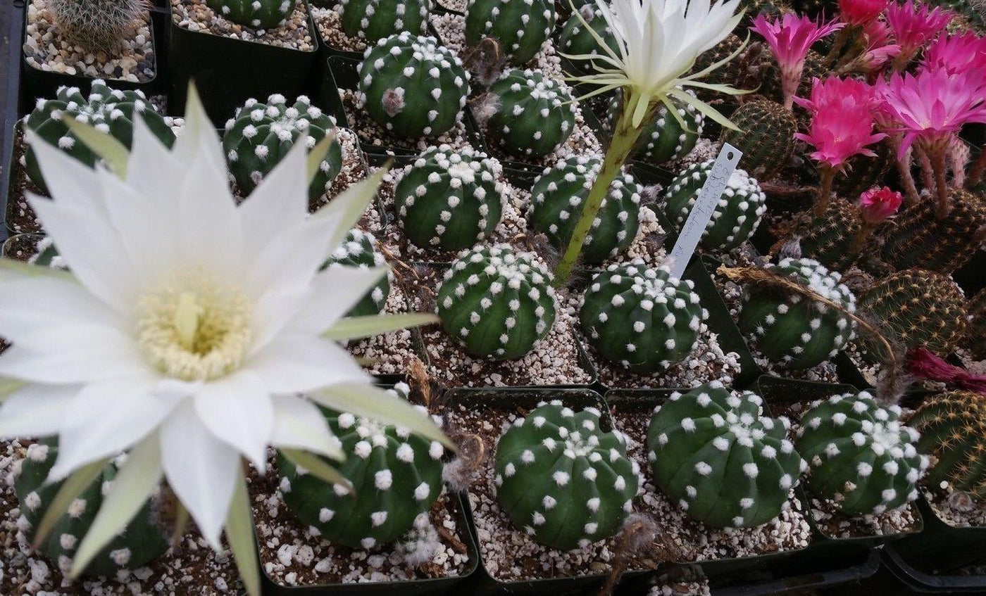 domino succulent Domino Cactus 'Echinopsis subdenudata fuzzy navel' For sale