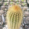 Austrocephalocereus estevesii