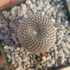 Rebutia heliosa