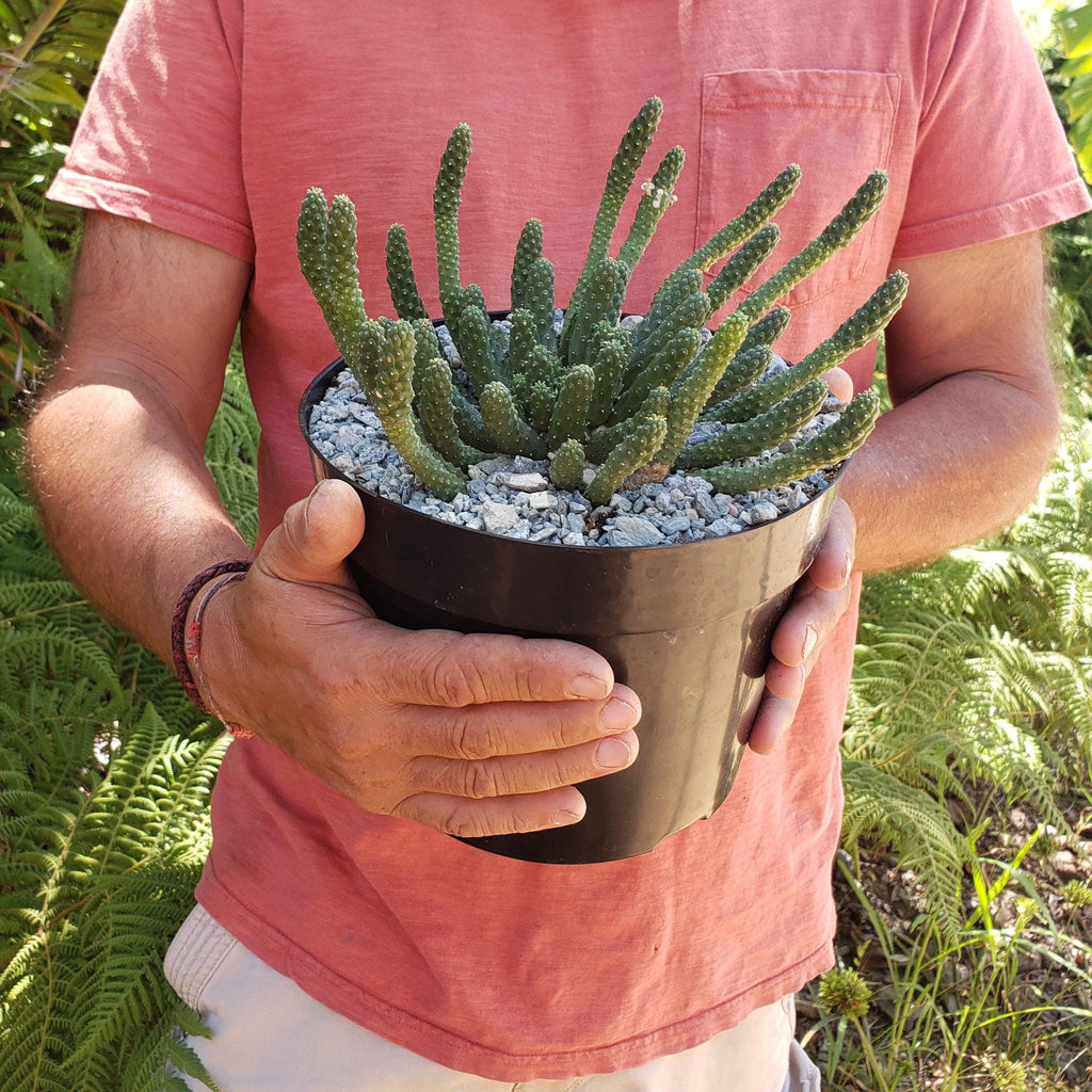 Euphorbia esculenta Large Specimen