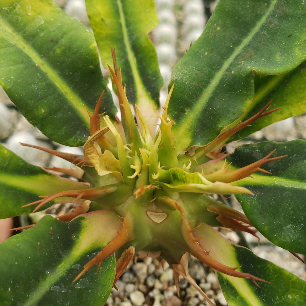 Euphorbia vigueri capuroniana