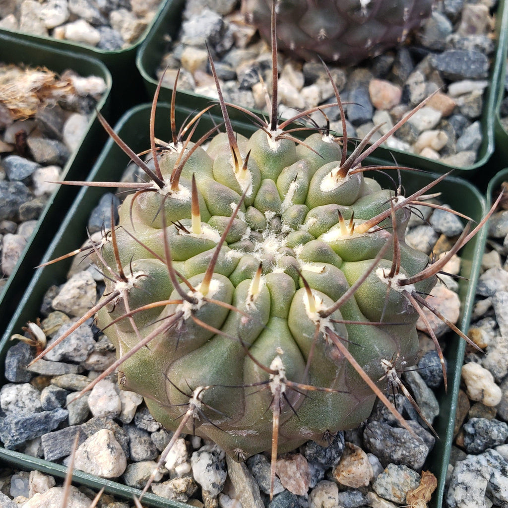 Neochilenia setosiflora