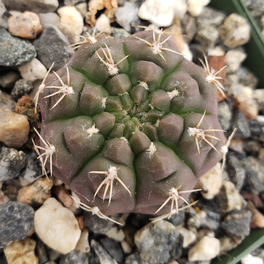 Gymnocalycium cordobense Chin