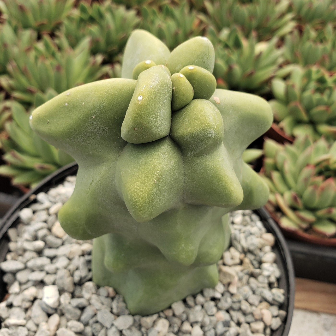 totem pole succulent Shop 'Totem Pole Cactus - Pachycereus schottii monstrosus'