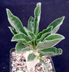 Pachypodium lealii