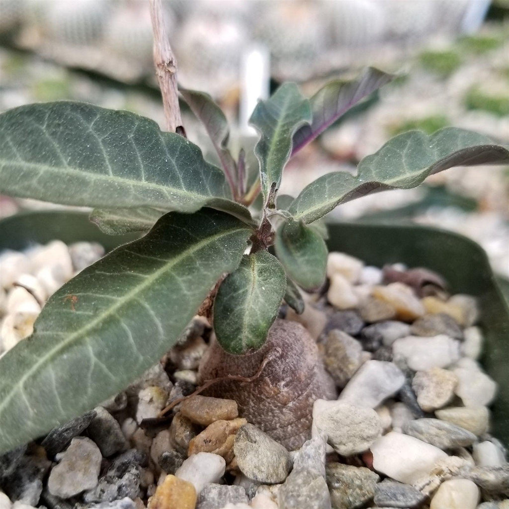 Raphionacme flanaganii