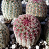 Rainbow Hedgehog Cactus - Echinocereus rigidissimus &