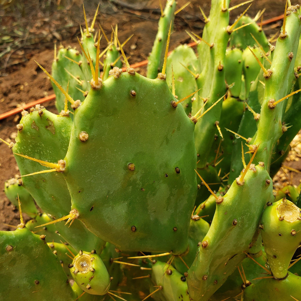 Opuntia Desert Ace Pad
