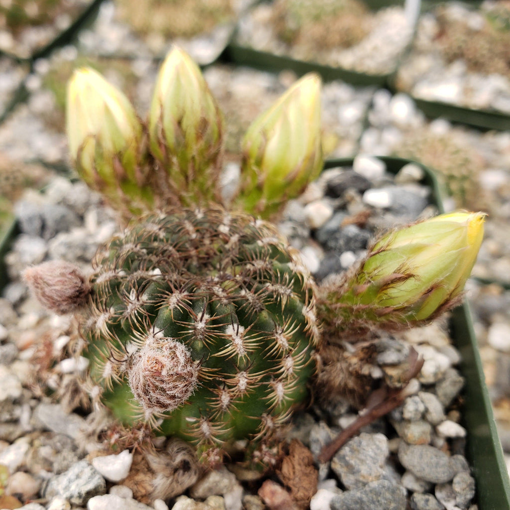 lobivia distefanoiana