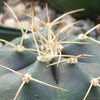 Echinocereus knippelanius orcutt