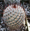 Mammillaria perez de la rosae