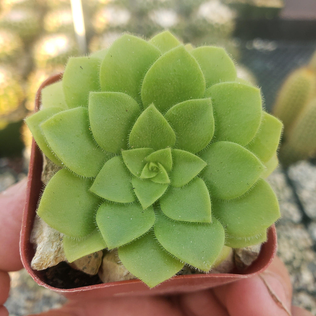 Aeonium pseudotabuliforme Green Platters