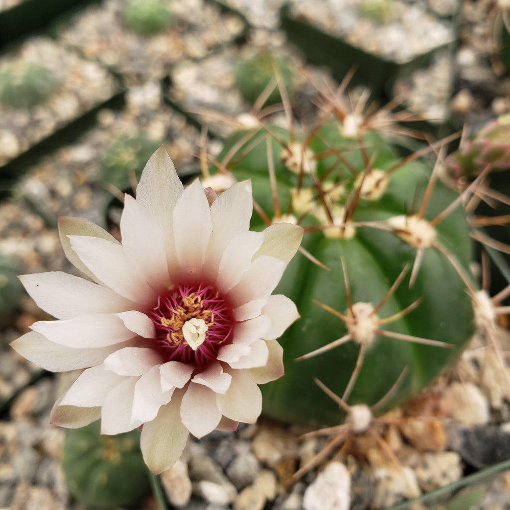Gymnocalycium fleischerianum