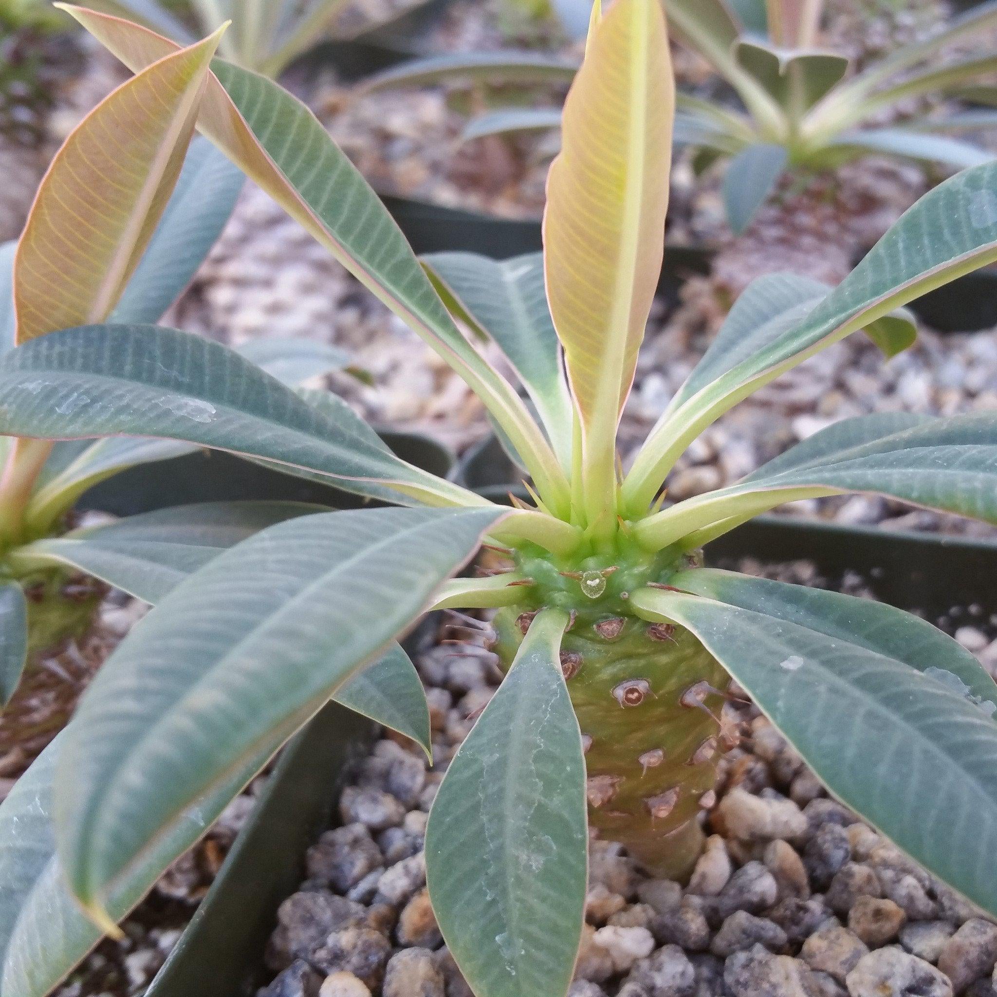 Euphorbia pachypadioides