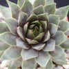 Sempervivum &