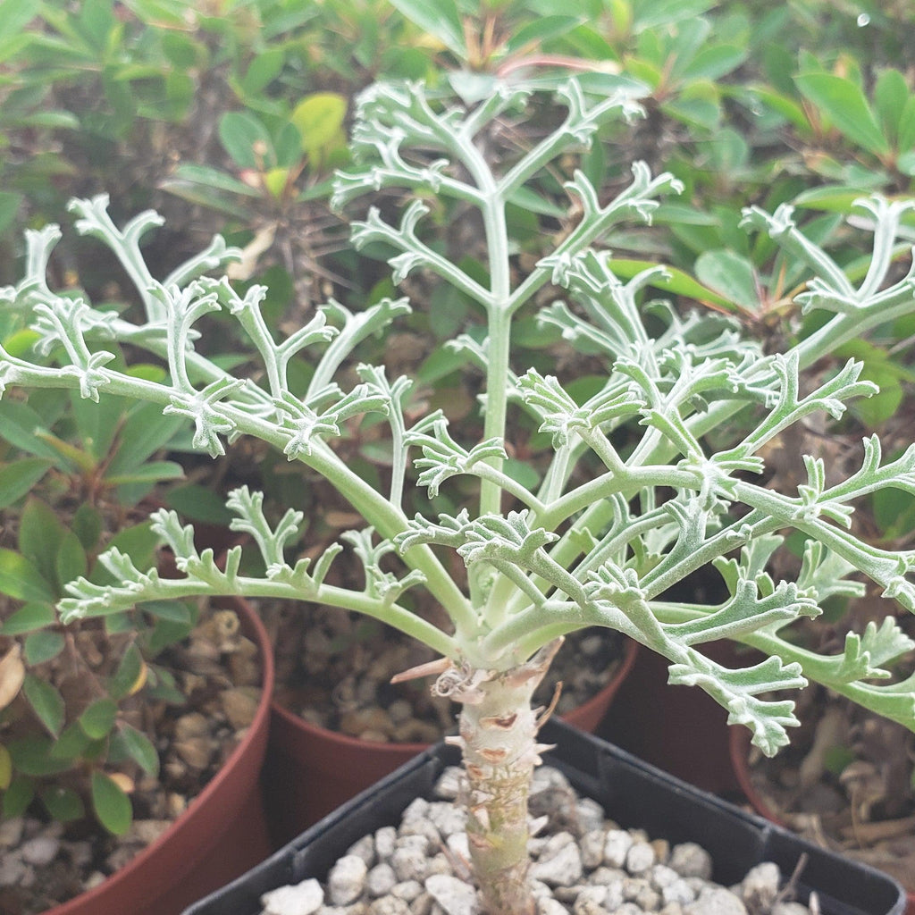 Pelargonium paniculatum