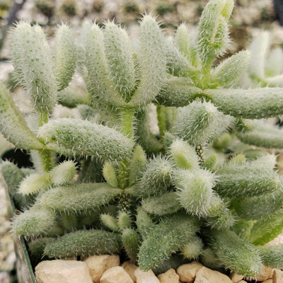 Delosperma echinatum variegata pickle plant