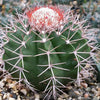 Melocactus violaceus no cephalium