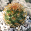 Mammillaria carmenae