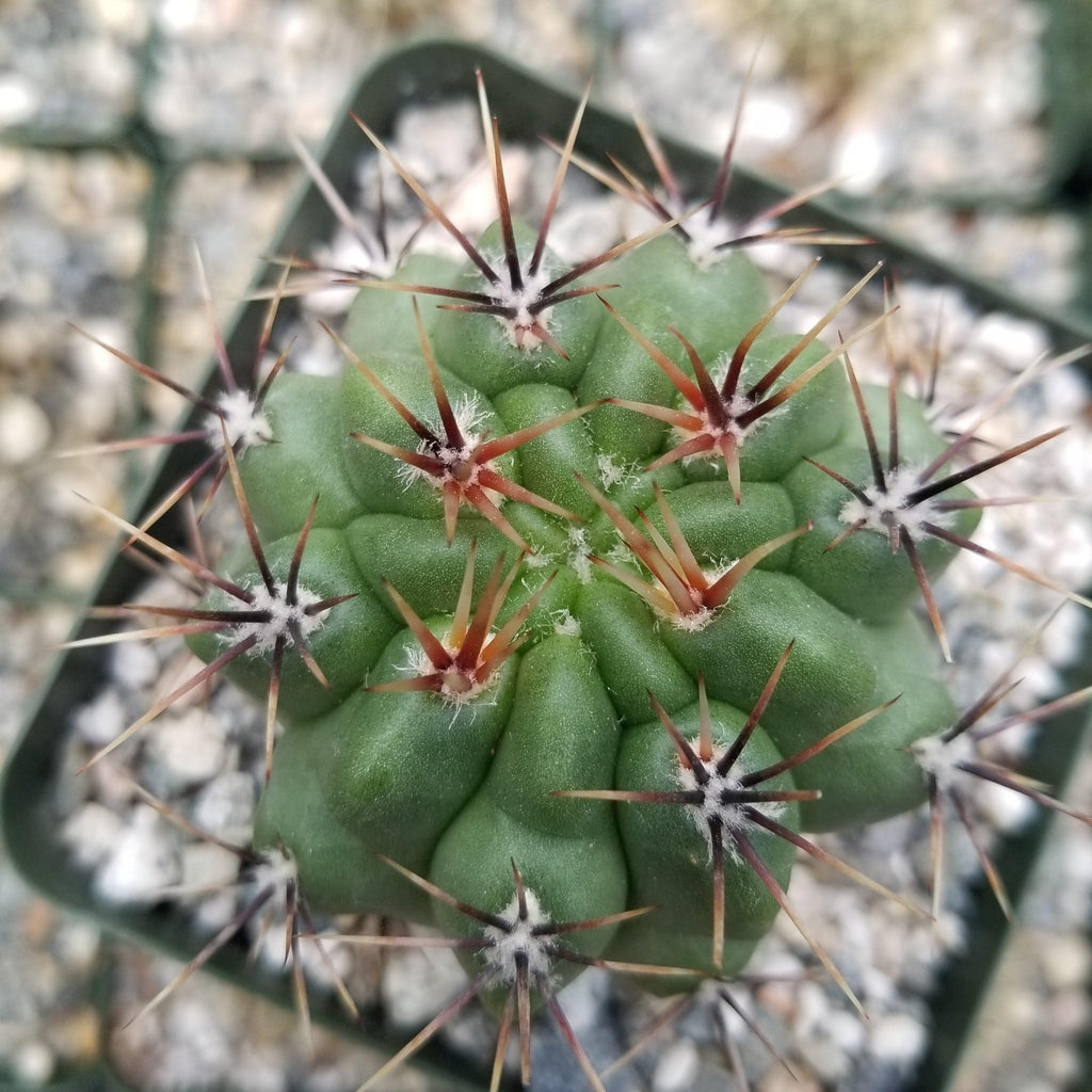 Gymnocalycium achirasense v. orientale