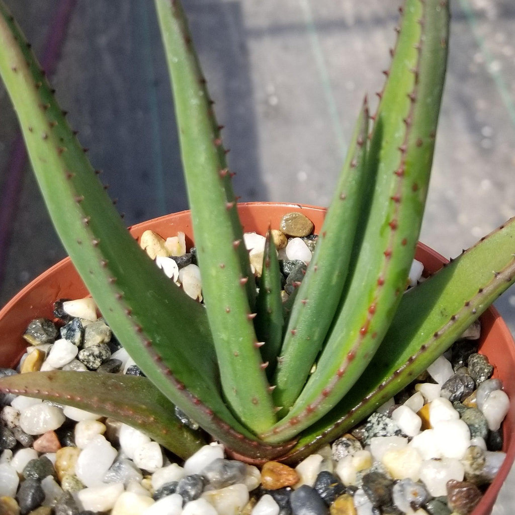 Aloe wickensii