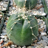 Echinocereus knippelanius orcutt