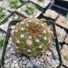 Notocactus parodia militaris