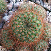 Rebutia donaldiana fiebrigii