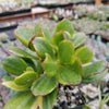 Crassula oblicua Lemon n Lime