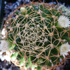 Mammillaria camptotricha marnier